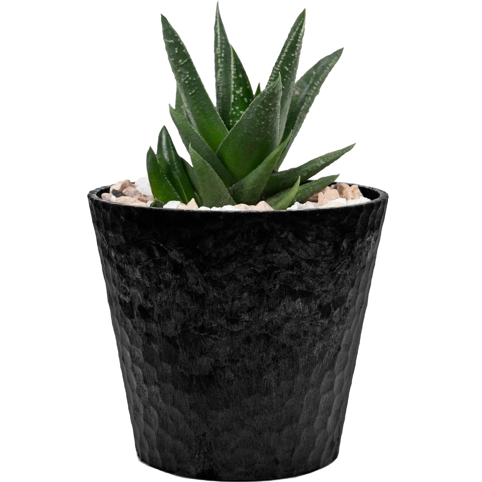 aloe-vera-mini